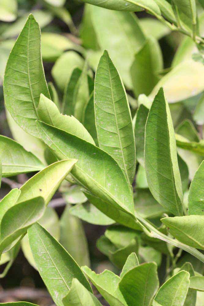              Sun leaves (Riverside, CA)       